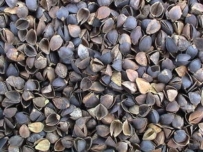 谷物食品图册 从田间到餐桌的谷物种植之旅