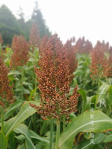 立秋 在盛夏的尾声里，眺望清凉与丰收的诗行