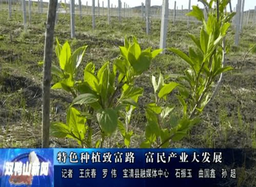 软枣猕猴桃与富硒小毛葱 特色种植引领乡村致富路