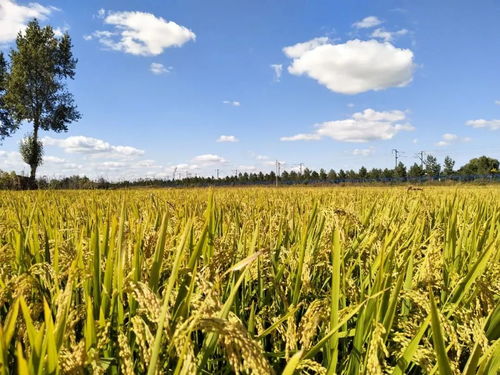 谷穗摇曳，文明之基——崔凯谈谷物与人类文明中的种植密码