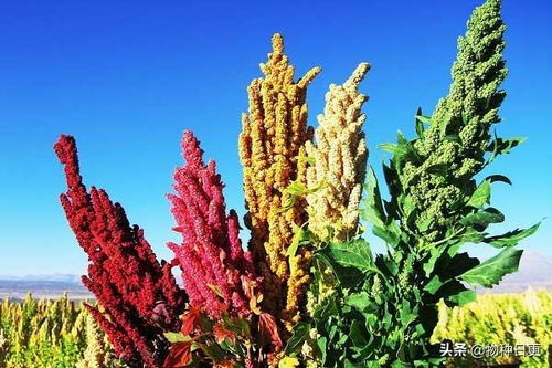 藜麦 超级食品的真相与可持续种植挑战