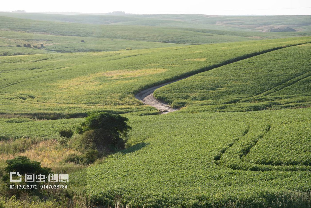灌浆期甘氨酸水平对大豆产量影响的探究与实践