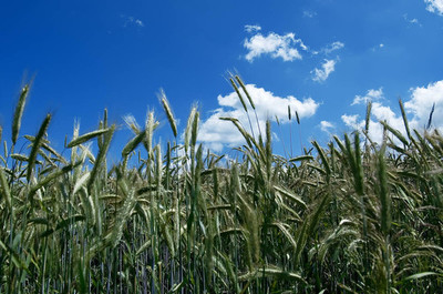 科学种植玉米 迈向高产高效的谷物生产之路