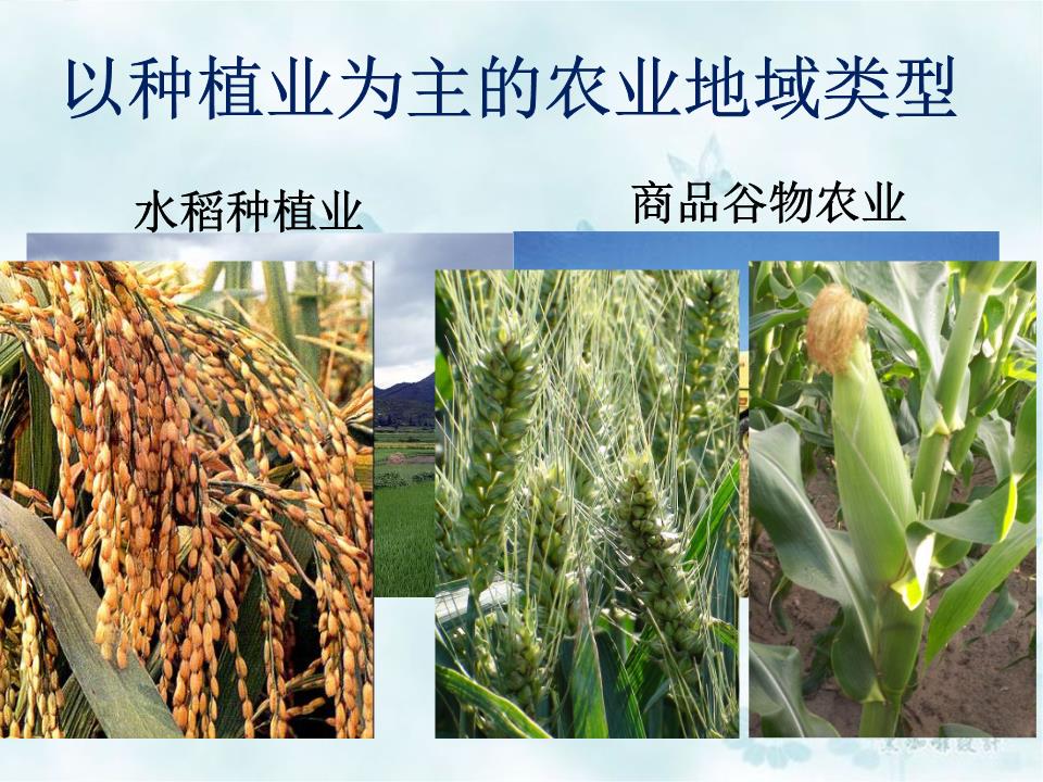 谷物种植 农业根基与可持续发展