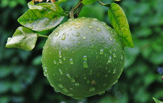 橙色的雨滴 佛罗里达种植园里的热带奇迹